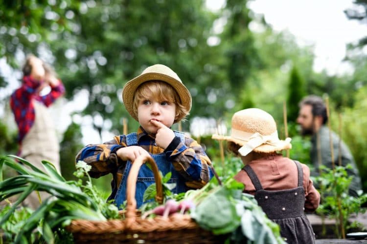 Family with small children gardening on farm, growing organic vegetables